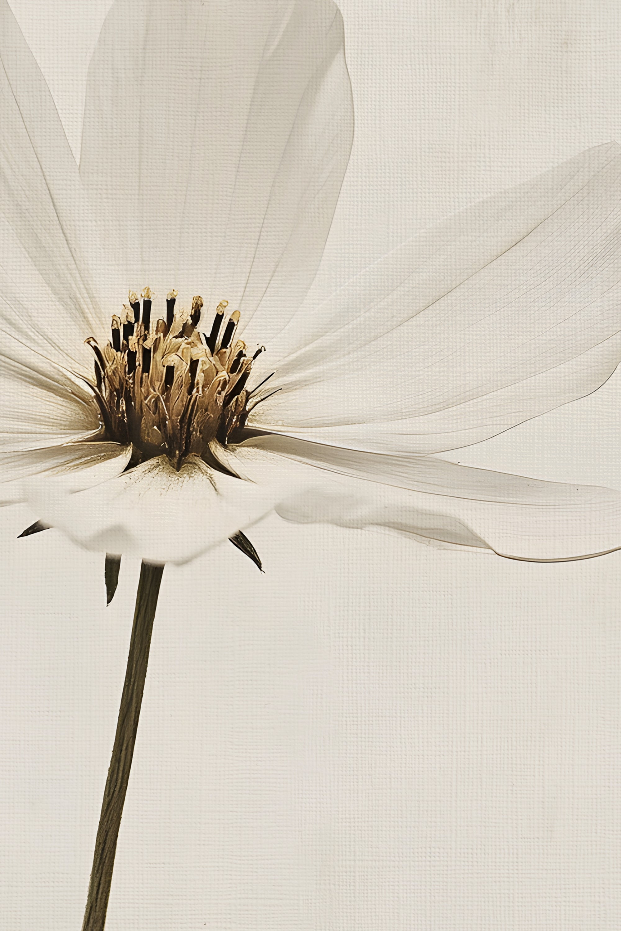 PÉTALE D'IVOIRE, Oeuvre sur toile rigide, encadré Vintage Argent